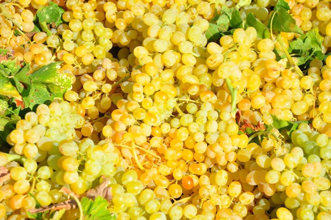 Üzüm ihracatının yüzde 90'ı bu kentten yapılıyor: 103 ülkeye gönderiliyor! Üzümler serildi, ovadan renkli görüntüler... 13